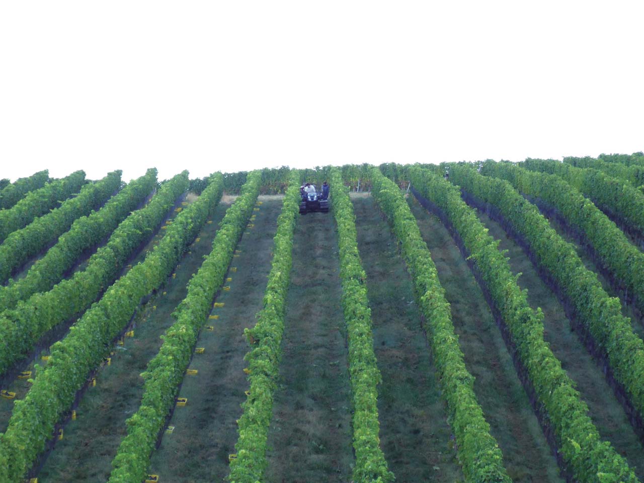 Glen Manor Vineyards wine