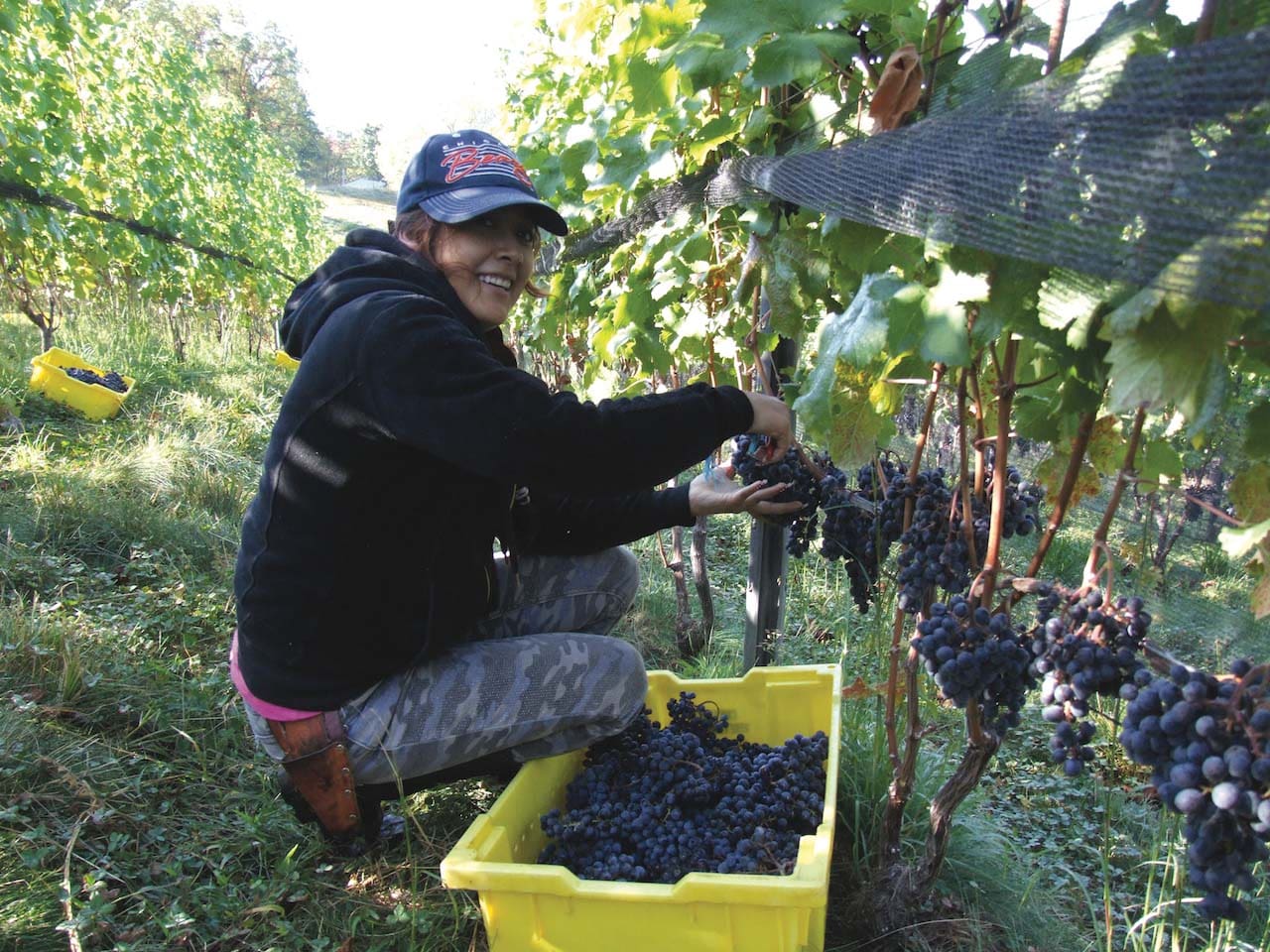 Glen Manor Vineyards
